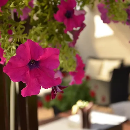 Topcider 贝尔格莱德